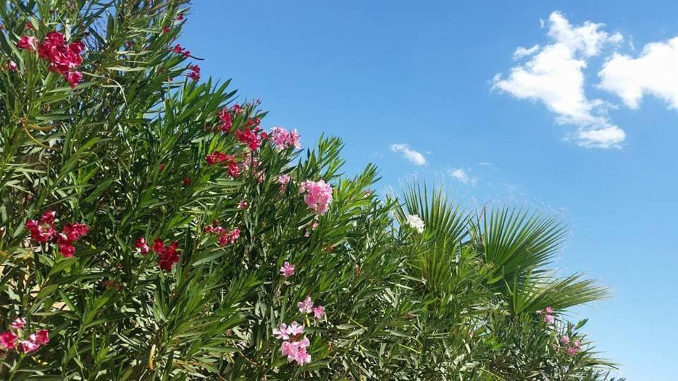 Il Canneto Di Selinunte Marinella di Selinunte Buitenkant foto